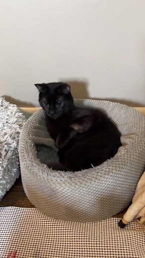 Chilly Willy Plush Ice Challenge - Exploding TikTok with 26 Million Views