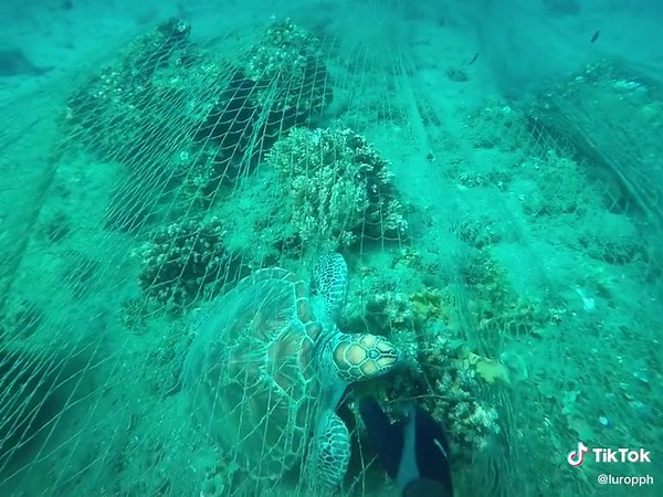 Tried rescuing this poor turtle covered in net…. But i was too late 😭 how sad 💔 #turtle #savetheturtle #freediving #freedive #net #ghostnet #bycatch