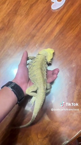 Bearded Dragon Care: Handling Your Lizard Properly