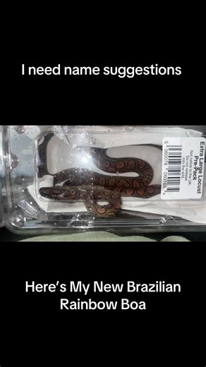 Here My New Brazilian Rainbow Boa I Need Name Suggestions #boaconstrictor #Rainbowboa #brazilianrainbowboas