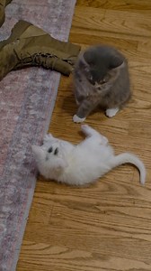 20K views · 542 reactions | His name is Robert Paulson. | Aquachigger | Facebook