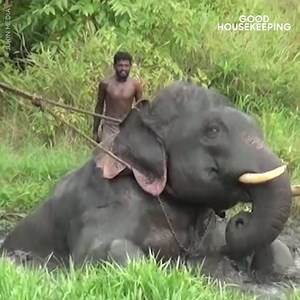 The moment this elephant is freed from a marsh will have you cheering. 👏 More animal rescue stories: http://ghkp.us/iTwGh9D | Good Housekeeping