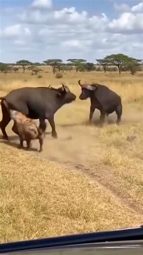 Buffalo Sends Hyena Flying with Powerful Head Strike!