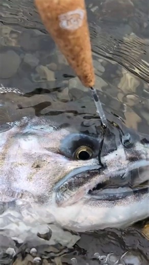 The most productive top water lure for wogging on this trip? A retrofitted 1/8th oz cork LowPro float! Feed them what they want...I suppose? 🤔 #bnrtackle #bnrsoftbeads #lowprofloats #steelhead #salmon #trout #coho #wiggitywog #wogging #feedemcork | BnR Tackle