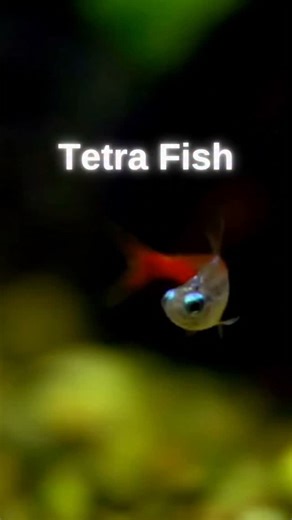 Fishelly on Instagram: "🌈 Dive into the Colorful World of Tetras! 🌈 In this reel, we’re bringing you a glimpse of some of the most stunning Tetra fish varieties — tiny, vibrant, and full of life! Perfect for planted tanks, these beauties can transform your aquarium into a living rainbow. 🐠✨ 💬 Got an interesting fact about Tetras? Drop it in the comments below! Comment your favourite tetra! Follow us for more fishkeeping inspiration and aquarium tips! 🌿