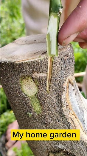 🍊🍊 Grafting // Orange Grafting Technic // How to Graft Orange Tree.