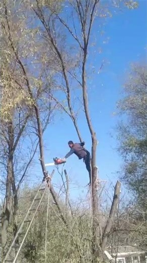 Aerial Chainsaw Lumbering: Expert Workmanship Demo