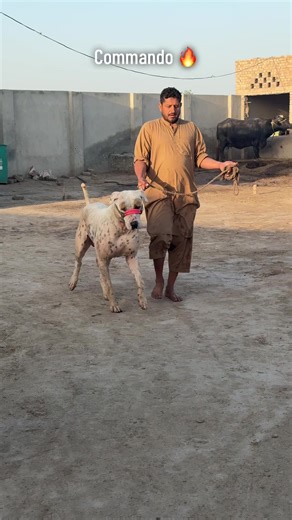 Commando Workout 🔥