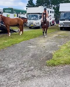 11K views · 255 reactions | Australian Olympian Shane Rose has been stood down from competition after wearing a mankini during a showjumping event in NSW. Rose has since apologised for the 'offensive' display, and will speak to #9News TONIGHT at 6pm. READ MORE: https://nine.social/ySe | 9 News Gold Coast | Facebook