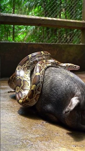 Burmese Python vs Wild Pig | Intense Jungle Encounter