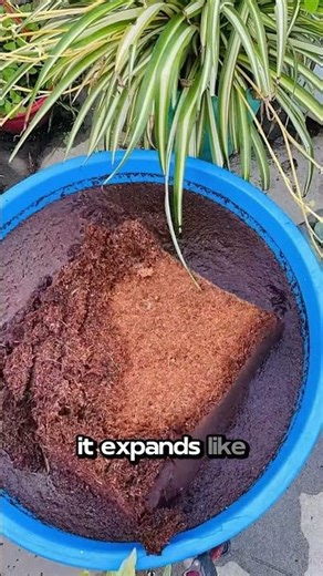 This Tiny Soil Brick Turns Into a Giant With Water 🌱
