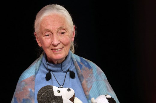 What happened with Gary Larson and Jane Goodall? The Far Side cartoon controversy almost led to the cartoonist being sued