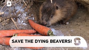 2.2K views · 98 reactions | As the daughter of a beaver protector officer, Chu Wenwen has deep feelings for beavers. After witnessing how some beavers died due to freezing temperatures, she went on a mission to help other wild beaver families struggling in the harsh Xinjiang winter. | CGTN Documentary | Facebook