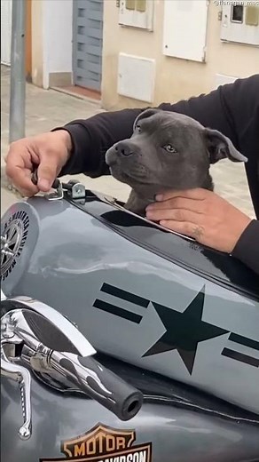 Puppy Rides Motorcycle || ViralHog