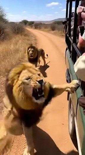 the lion king wanted to sit with humans #animals #lion_king #thejunggle