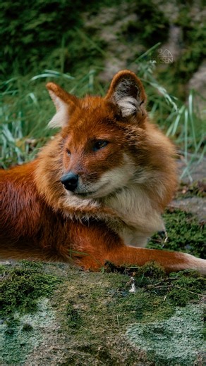 The Dhole (Cuon alpinus) is neither a wolf nor a fox — it belongs to its own unique branch of the canine family. #Dhole #AnimalFacts #WildCanines #NatureEducation | Sondre Eriksen Hensema Photography
