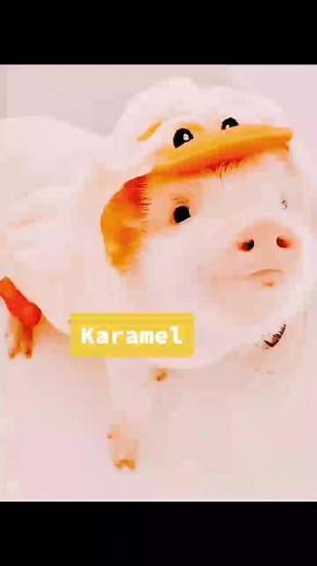 Creative and Cute Names for Pet Pigs