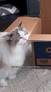 11 shares | Chewy makes it easy to get your pet’s food delivered on your schedule - so you can focus on what (and who) matters most. | Sir George | Facebook