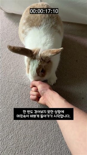 🐰 Short Video 🐰 Testing the patience of Kkotdori, the gluttonous bunny, in front of a snack~ 🐰🥕 #...