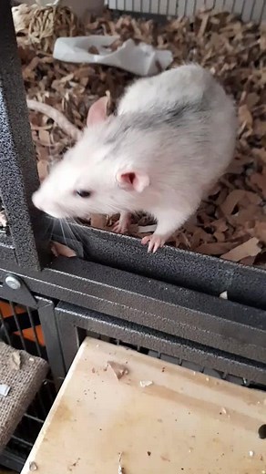 Meet Rodney: The Sweetest Fancy Male Pet Rat
