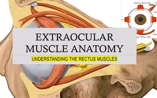 Extraocular Muscles Anatomy Part 1 - 眼外肌解剖P1