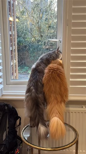 Christmas Day 2025 🎄 Gosha and Fiodor #crystalheartcoons♥️ | Crystal Heart Coons UK