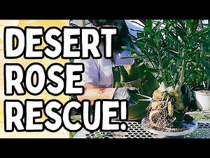 GIANT Desert Rose RESCUE! | FULL VIDEO on How I Pot My Adeniums!