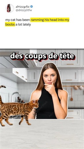 Reddit En Francais ! Memes De Chats Malicieux !