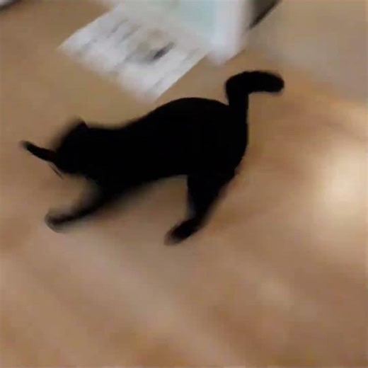 Chasing string #catvideos