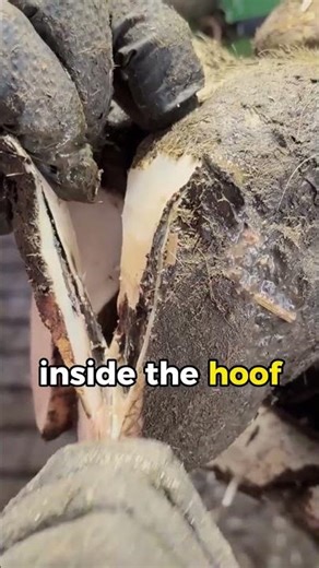 He discovered something was wrong with the cow’s hoof.