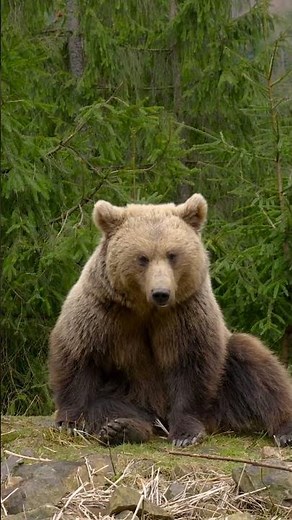 What Happens When You Encounter a Kodiak Bear in the Wild #wildlife #survival