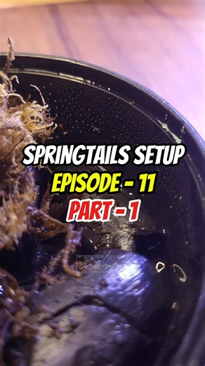 Springtails setup for terrariums!🐞🪴🤩 #terrarium #springtails #terrascape #aquatics #isopods