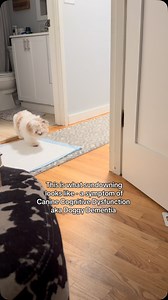 1.4K views · 1.5K reactions | Here’s what to do to help if your pet...