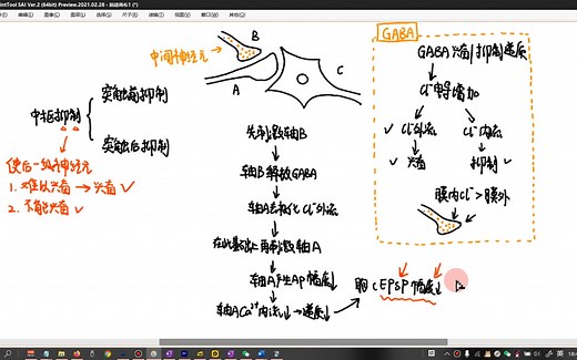 突触前抑制的易错点（EPSP、GABA、Cl外流）