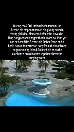An 8-year-old elephant named Ning Nong played a remarkable role in protecting a young girl. While giving a morning ride on the beach in Phuket, Ning Nong began reacting to changes in the environment long before anyone understood what was coming. With 8-year-old Amber Owen on his back, he moved away from the shoreline and headed inland, responding to signals that only animals seemed able to sense. As water began rising behind them, Ning Nong continued forward, climbing toward higher ground with s