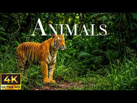 Wild Animals 4K 🐾 Cinematic Wildlife & Nature with Peaceful Piano Music 🎶