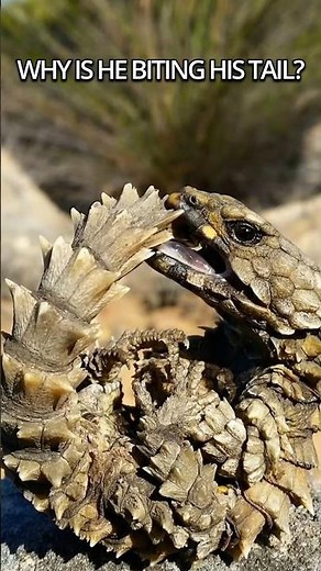 Why Is This Lizard Biting Its Own Tail?! 😳