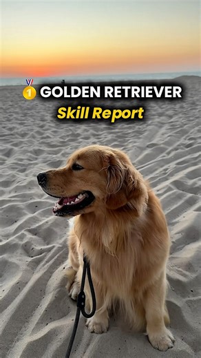 Golden Retriever Skill Report🏅💛 #goldenretrieversofinstagram #goldenretrieverpuppy #goldenretrieverlife #goldenretriever #GoldenRetrieverLove #goldenretrieverworld | Real Barks