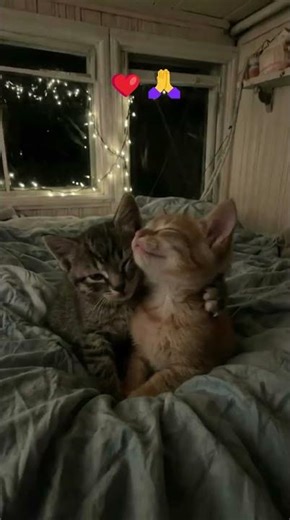 Please subscribe🙏❤️ have you ever seen two kitten hug each other?... #animals #cute #viral #cat