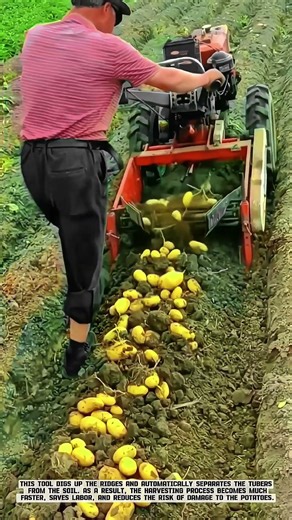 How the Potato Harvester Machine for Hand Tractors Works #AgriculturalInnovation