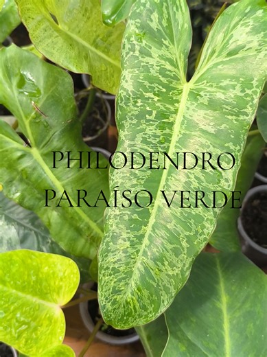El filodendro paraíso verde es una planta que necesita paciencia y un lugar súper iluminado para que no pierda el variegado. #paraisoverde #philodendron #plantaria #plantasperu