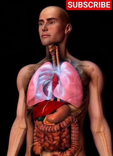 How Breathing Actually Works (Anatomy)
