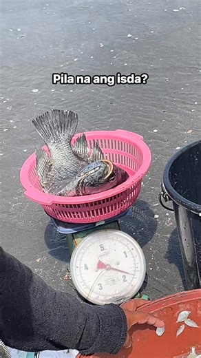 Puyo nga isda nakuha sa Roxas City muntik na umabot ng 2kilo. #fishing 🐟 #freshfish | Capiz Today