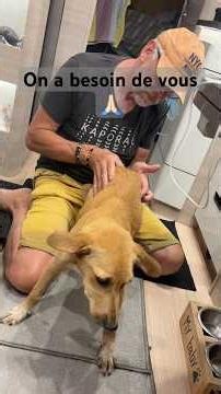 🐾 ❤️ Coup de cœur pour une petite chienne au Maroc 🐶❤️ Aidez-nous à la sauver 🙏🐾#chiens