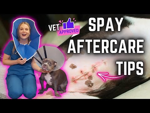 Dog Spay Surgery After Care 5 Tips! | Veterinary Approved