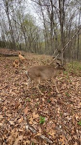 4.1K views · 271 reactions | Hanging on the trails today歷樂理瑩瑩 #trails #hiking #Cats #Dogs #HikingWithCats #ASMR #Animals #GoldenRetriever #HikingWithDogs #deer #Nature #thedodo #funny #asmrsounds #asmrfood | Brown Hiking Trails | Facebook