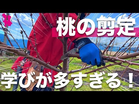[Not found in books] A professional farmer demonstrates and explains detailed methods for pruning...