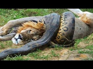 Why Anacondas may be the Most Powerful Creatures on Earth