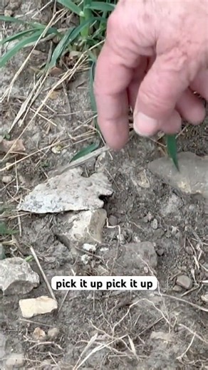 One of our firsts! Dad knew it was there, Mom didn’t! #arrowhead #arrowheadhunting #artifacts #relic