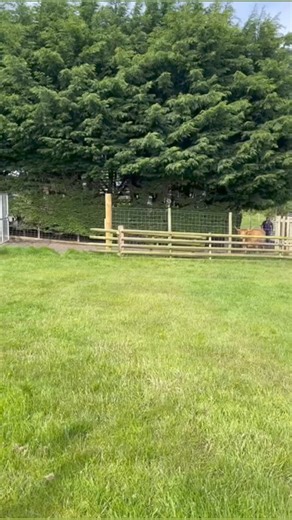 18K views · 193 reactions | Our new baby highland cow exploring her display enclosure for the first time! Book your tickets now to meet this sweet girl on our website at www.headsofayrtickets.co.uk ❤️️ #highlandcow #babycow #heilancoo #highlandcalf #cute #cuteanimals #babyanimals #ayrshire #ayrshiremums #glasgowmums #ayr #scotland | Heads of Ayr Farm Park | Facebook